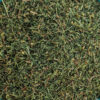 Artemisia Annua (Einjähriger Beifuß)